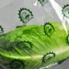 lettuce bags